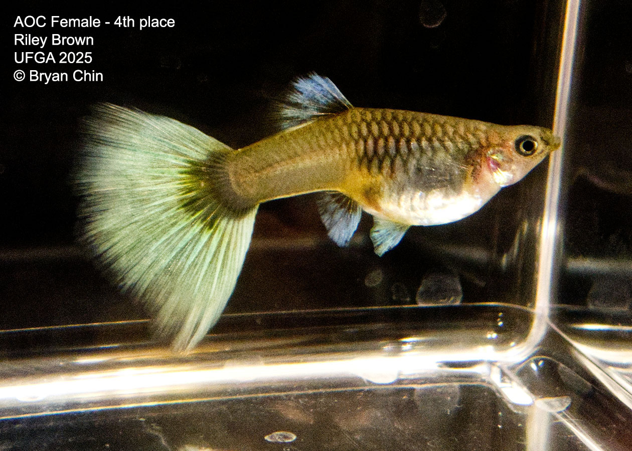 Guppy Female  Pastel